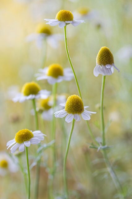 Relaxing, soothing chamomile - what an amazing essential oil Chamomile Flowers, The Grass, Delicate Flower, Flowers Nature, Beautiful Blooms, Flower Photos, Love Flowers, Flowers Photography, Pretty Flowers