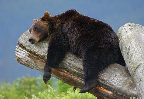 "Hang in there!" Grizzly bear, Alaska Hang In There, Bear Pictures, Love Bear, World Photo, Photo Of The Day, Appaloosa, Grizzly Bear, Quarter Horse, Black Bear