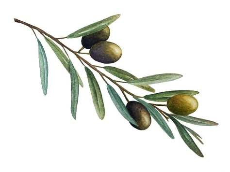 Olives Watercolor, Olive Tree Care, Blatt Tattoos, Growing Olive Trees, Olive Tattoo, Garden Fairy Costume, Branch Drawing, River Rock Garden, Fall Garden Vegetables