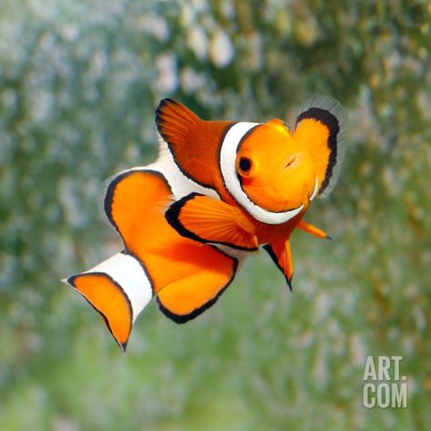 Tropical Reef Fish - Clownfish (Amphiprion Ocellaris) Macro With Shallow Dof Stretched Canvas Print by Kletr at Art.com Reef Safe Fish, Fish Under The Sea, Reef Fish, Clownfish, Marine Fish, Aquatic Animals, Airbrush Art, Saltwater Aquarium, Clown Fish