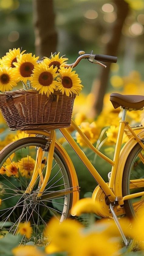 Ghibli Nature, Natural Wallpapers, True Repentance, Choosing Joy, Bicycle Baskets, Yellow Photography, Sunflower Images, Sunflowers And Daisies, Graffiti Wallpaper Iphone