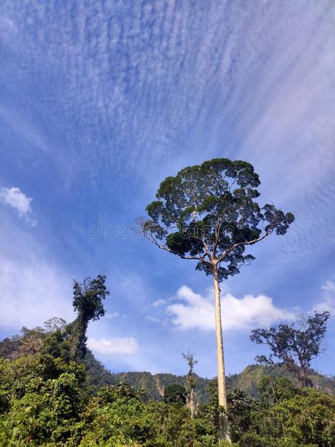 Kempas tree (Koompassia malaccensis) that grows in West Kalimantan royalty free stock photo West Kalimantan, Field Landscape, Vector Background, Royalty Free Stock Photos, Royalty, Royalty Free, Stock Images, Trees, Blue