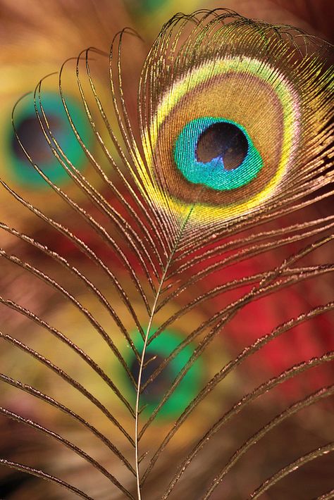 Peacock feathers, Flickr Peacock Leaf Wallpaper, Peacock Leaf, Dew Drop Photography, Geometric Wallpaper Iphone, Peacock Feather Art, Macro Photography Tips, Peacock Images, Shree Krishna Wallpapers, Feather Wallpaper