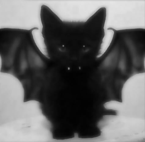 Spooky Cat Pfp, Vamp Aesthetic Pfp, Bat Cat Pfp, Cat Pfp Black And White, Cat Black And White Aesthetic, Emo Cat Pfp, Halloween Cat Pfp, Aesthetic Emo Pfp, Cat Icons Aesthetic