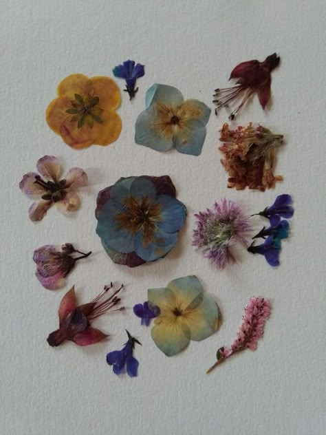 Dried Flowers Aesthetic, Flower Pressing, Nothing But Flowers, Flowers Aesthetic, Arte Floral, Love Flowers, Potpourri, My Flower, Pressed Flowers