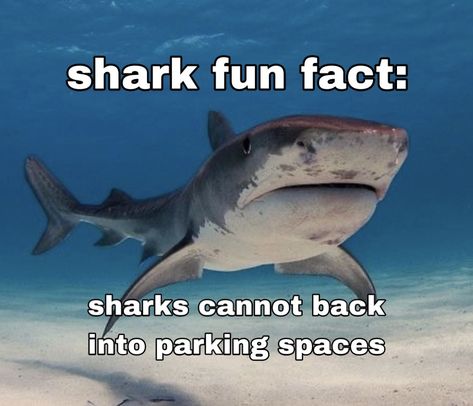 Shark Fun Facts Funny, Thresher Shark Thursday, Sharks Being Silly, I Love Sharks Pfp, Blahaj Shark Aesthetic, Cute Shark Picture, Silly Shark Pfp, Shark Fun Facts, Shark Matching Pfp