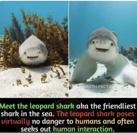 Leopard Shark, Interesting Animals, Funny Animal Jokes, Animal Facts, Silly Animals, Marine Animals, Animal Jokes, Weird Animals, Cute Creatures