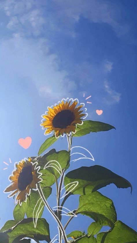 Aesthetic Background For Products, Sunflower Asthetic Picture Wallpaper, Sunflower Asthetic Picture, Yellow Sunflower Wallpaper Aesthetic, Sunflower Aesthetic Wallpaper Iphone, Aesthetic Wallpaper Sunflower, Yellow Sky Aesthetic, Beautiful Wallpaper For Phone Pretty, Sun Flowers Aesthetic