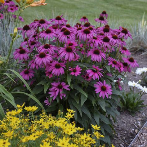 Walters Gardens Variety: Echinacea 'Purple Emperor' Purple Emperor, Mailbox Landscaping, Purple Coneflower, Plant Spacing, Spring Bulbs, Woodland Garden, Landscaping Design, Flower Ideas, Flowers Perennials