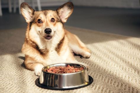 Herding Dogs Breeds, Organic Dog Food, Grain Free Dog Food, Healthy Dog Food Recipes, Herding Dogs, Human Food, Best Dog Food, Puppy Food, Triple Sec