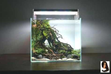 Square Aquascape, Nano Tank Aquascape, Cube Aquascape, Square Aquarium, Aquascape Diy, Nano Aquascape, Reef Tank Aquascaping, Aquascaping Ideas, Aquascape Ideas