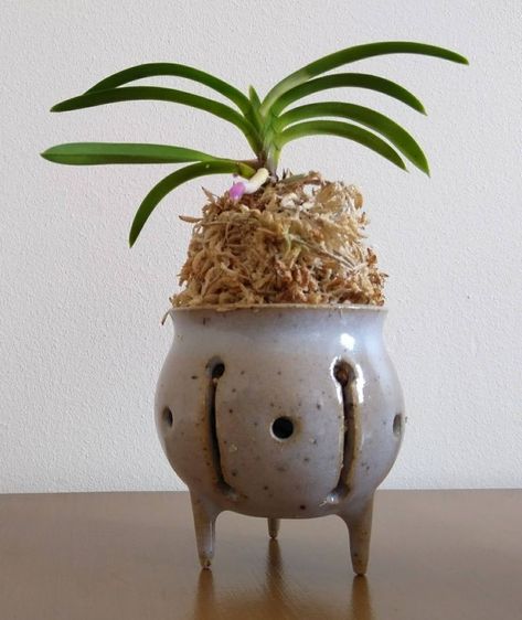 Clay Orchid Pots, Pottery Plant Pots, Snow Plant, Pottery Shapes, Orchid Pots, Miniature Orchids, Plant Pot Design, Orchid Planters, Small Indoor Plants