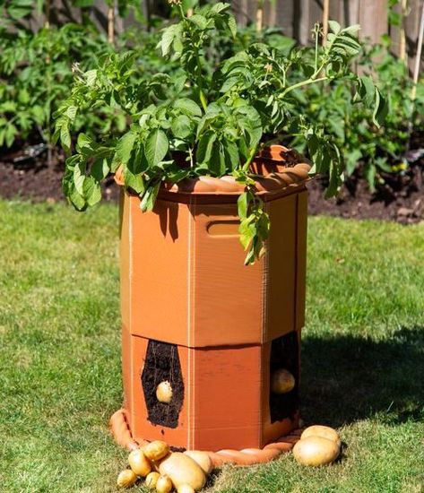 18 Ways to Grow Potatoes | Potato Planting Ideas | Balcony Garden Web Ways To Grow Potatoes, Potato Barrel, Potato Planting, Potato Harvest, Seed Potatoes, Potato Planters, Grow Potatoes, Potato Varieties, Big Backyard