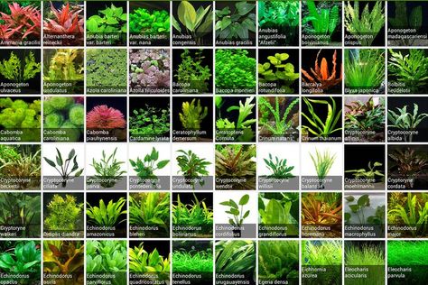 Tanaman Air, Freshwater Plants, Freshwater Aquarium Plants, Taman Air, Tropical Fish Aquarium, Indoor Water Garden, Aquarium Terrarium, Fresh Water Fish Tank, Live Aquarium Plants