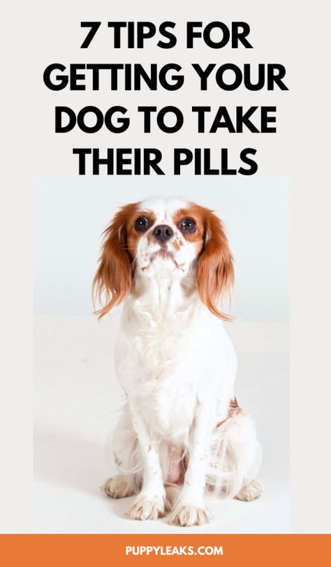 Dog Medicine Tricks, Meds For Dogs, Dog Medicine, Dog Behaviorist, Medication For Dogs, House Training Dogs, Dog Health Tips, Dog Games, Dog Training Advice