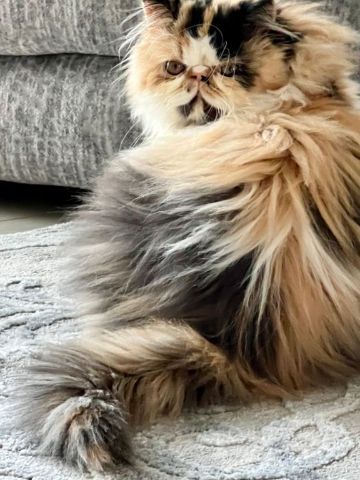 Persian Kittens Black Persian Cat, Persian Cats For Sale, Black And Tan Coonhound, Calico Cats, Persian Cats, Persian Kittens, Cats For Sale, Old Cats, Calico Cat