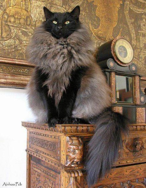 Black Smoke Norwegian Forest Cat Forest Cat, Norwegian Forest Cat, A Black Cat, Cat Pictures, Lv Bags, Funny Animal Pictures, Maine Coon, Beautiful Cats, Animal Memes