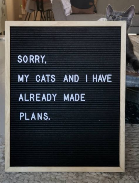 Cat quote on letterboard. Cat Letterboard Quotes, Dog Letter Board Quotes, Cat Mom Quotes, Letterboard Ideas, Board Sayings, Message Board Quotes, Cat Quote, Animal Supplies, Felt Letter Board