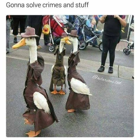 Duck Meme, Funny Facebook, Funny Duck, Funny Animal Quotes, Minions Quotes, Facebook Humor, Funny Birds, Funny Animal Jokes, Meme Funny