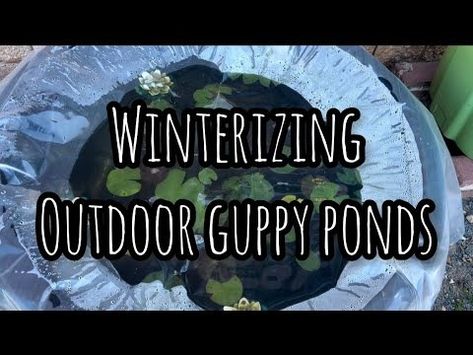 (1) Winterizing Outdoor Guppy Ponds - YouTube Container Pond With Fish, Guppy Pond, Pond With Fish, Container Pond, Ponds, Fish