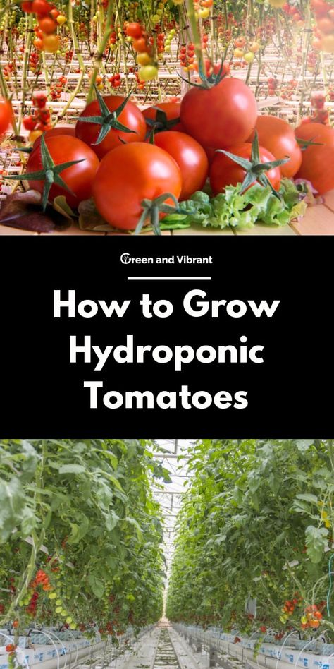 Tomatoes Benefits, Nft Hydroponics, Hydroponic Tomatoes, Hydroponic Gardening Diy, Hydroponic Strawberries, Hydroponic Lettuce, Greenhouse Tomatoes, Home Hydroponics, Hydroponic Vegetables