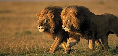 After observing lions and tigers in the wild together our (INDIAN) ancestors and country men always believed that: LIONS ARE the true… Male Lion, Cheetahs, Leopards, Nature Animals, Beautiful Cats, Big Cats, Beautiful Creatures, Animal Kingdom, Wild Cats