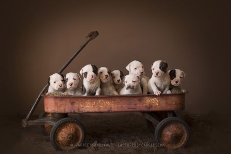 Dog Litter Photoshoot, Puppy Litter Picture Ideas, Litter Of Puppies Photography, Puppy Picture Ideas Photography, Newborn Puppy Pictures, Newborn Puppy Photoshoot Ideas, Puppy Photography Ideas, Puppy Litter Photoshoot Ideas, Puppies Photoshoot