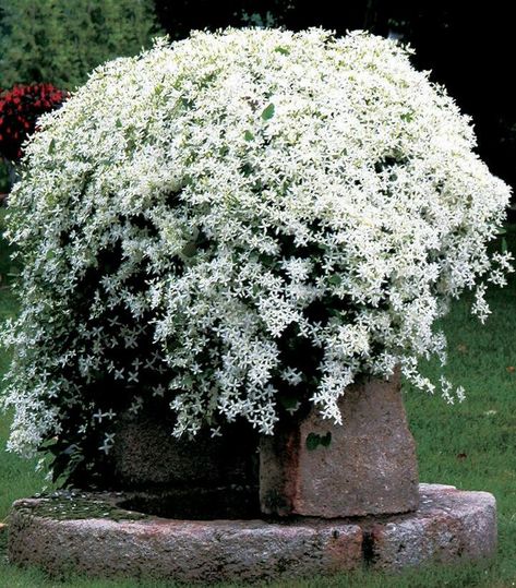 Clematis Sweet Autumn White Vine Live Plants Flowers House Plant Perennial by MyGardenChannelCOM on Etsy Clematis Paniculata, Sweet Autumn Clematis, Flowers House, Autumn Clematis, Clematis Vine, Landscape Services, Top Soil, Garden Club, Green Landscape