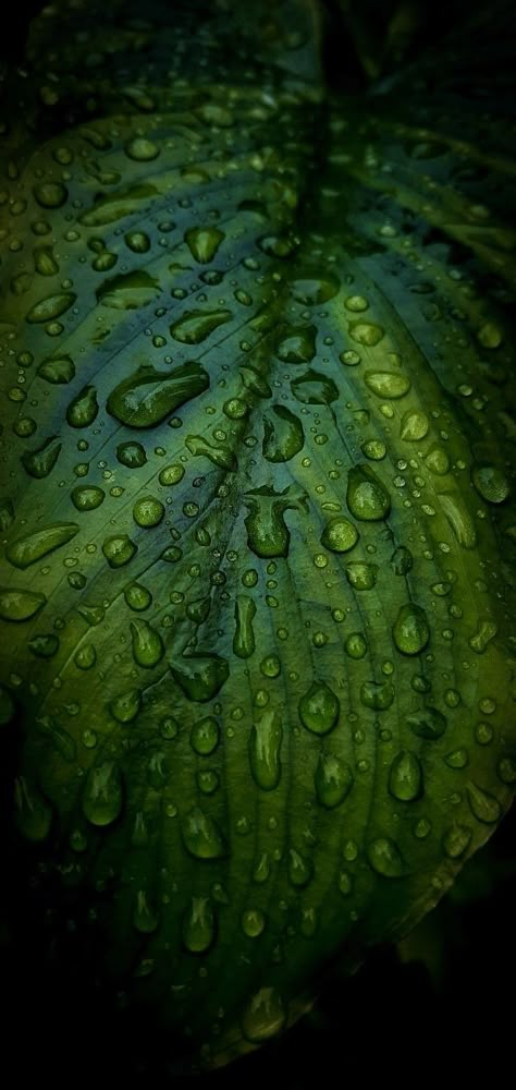 Rainy Wallpaper Nature, Green Leaf Wallpaper Iphone, Rain Wallpaper Aesthetic Dark, Wallpaper Iphone Plants, Raining Wallpaper Aesthetic, Dark Green Wallpaper Backgrounds, Iphone 8k Wallpaper, Dark Green Art Aesthetic, Rain Day Wallpaper