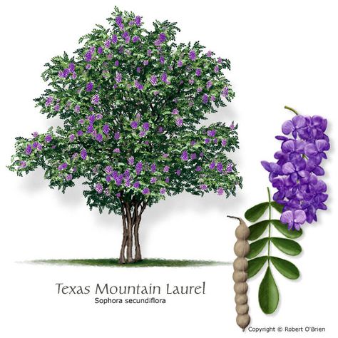 Texas Mountain Laurel, Texas Trees, Texas Landscaping, Texas Native Plants, Laurel Tree, Backyard Garden Landscape, Texas Gardening, Mountain Laurel, Small Backyard Gardens