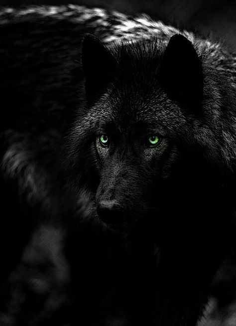 Alpha Wolf Tattoo, Alpha Wolf Art, Alfa Wolf, Omega Wolf, Wolf Picture, Funny Wolf, Werewolf Stories, Wolf Shifter, Werewolf Aesthetic