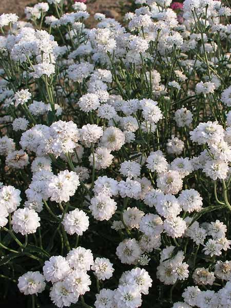 10 Great Perennials for the Beginning Gardener Achillea Ptarmica, Blue Houses, Plants That Attract Butterflies, Fine Gardening Magazine, Colour Reference, Breath Flowers, Reference Board, Deer Resistant Plants, Fine Gardening