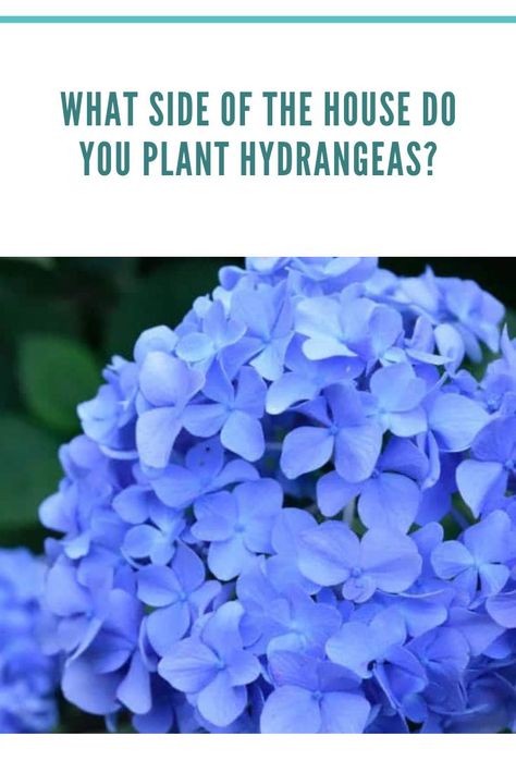 What side of the house do you plant hydrangeas Garden Ideas Budget Backyard, Hydrangea Landscaping, Landscaping Around House, Types Of Hydrangeas, Front Garden Landscape, Hydrangea Care, Growing Hydrangeas, Hydrangea Garden, Planting Hydrangeas