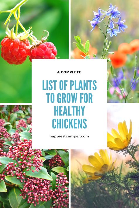 When planning a garden on your homestead, do you think about your chickens? You should! Chickens can benefit from plants in many ways. Click to see the complete list of plants and how they can create healthy chickens. #gardening #beginnergardener #getstartedgardening #growfood #gardeningtips #homesteading #growyourown #chickens #backyardchickens #sustainableliving #homestead #coop Chicken Plants, Water Additives, Plants For Chickens, Food For Chickens, Planning A Garden, Chicken Pen, Chicken Health, Chicken Eating, Raising Backyard Chickens