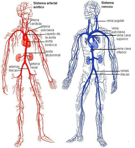 Arteries Anatomy, Heart Lungs, Medicine Notes, Medicine Studies, Male Fitness, Medical Student Study, Human Body Anatomy, Medicine Student, Muscle Anatomy