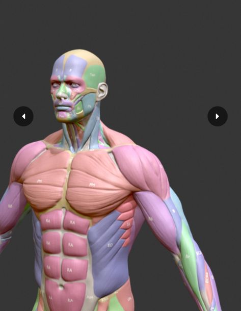 Muscle Chart, Anatomy Learning, Human Anatomy For Artists, 3d Anatomy, Anatomy Models, Muscle Anatomy, Anatomy For Artists, Anatomy Study, Character References