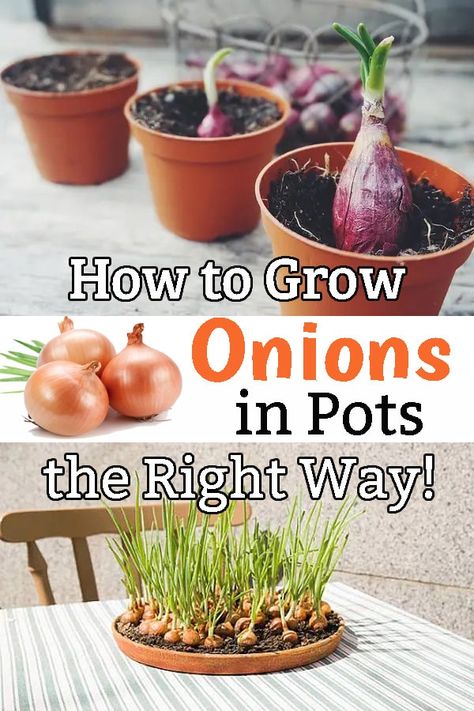 If you want a consistent, fresh supply of this vegetable, then Growing Onion in Pots is the best option. Learn how you can grow them in limited space! #containergardening #growinpots Onions From Seed, Onion Garden, Easy Gardening Hacks, Grow Onions, Green Onions Growing, Gemüseanbau In Kübeln, Growing Onions, Indoor Vegetables, Tattoo Plant