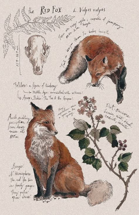 Fox Wallpaper Aesthetic, Cottagecore Posters, Cottagecore Prints, Grunge Posters, Fox Poster, Fall Drawings, A Level Art Sketchbook, Nature Sketch, Witchy Wallpaper