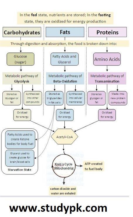 Carbohydrates Biology, Metabolic Pathways, Biochemistry Notes, Protein Metabolism, Study Biology, Biology Classroom, Basic Anatomy And Physiology, Biology Facts, Medical Student Study