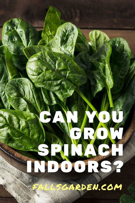 Grow Spinach Indoors Grow Spinach Indoors, Grow Spinach, Growing Spinach, Indoor Vegetables, Garden Cactus, Garden Nook, Vegetable Garden For Beginners, Let's Pretend, Home Vegetable Garden