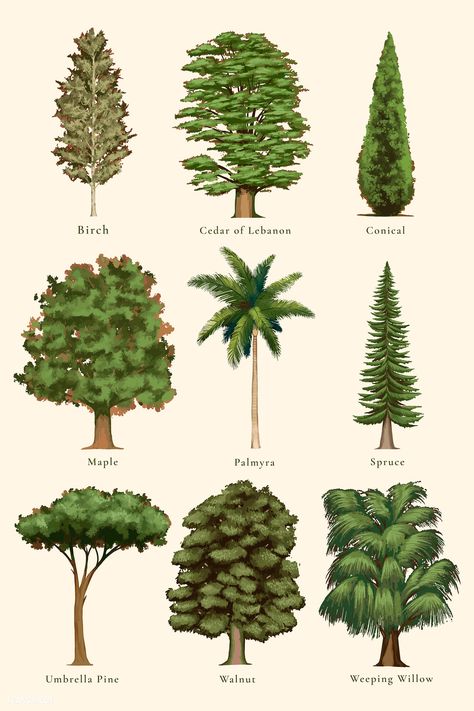 Drawing Ideas Trees, Palm Background, Tree Tattoo Arm, Trees Illustration, Leaf Identification, Types Of Trees, Trees Vector, Landscape Design Drawings, Tree Identification