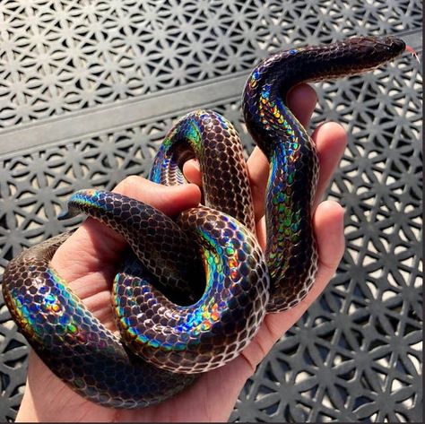 This Gorgeous Rainbow Snake Is A Pride Month Blessing Rainbow Snake, Pretty Snakes, Colorful Snakes, Rabbit Cages, Cute Reptiles, Cute Snake, Pet Snake, Beautiful Snakes, Reptile Snakes