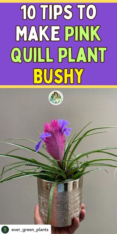 "Discover 10 essential tips to make your pink quill plant bushy and vibrant!  Enhance your pink quill plant care with expert advice on watering, light,  and pruning techniques. Learn how to nurture your Tillandsia Cyanea for  optimal growth and lush foliage. Perfect for indoor plant care enthusiasts,  these tips will help your pink quill air plant thrive beautifully.  Transform your space with a flourishing pink quill plant today!" Tillandsia Cyanea, Plant Care Tips, Indoor Plant Care, Indoor Plant, Green Plants, Air Plants, Plant Care, The Pink, Indoor Plants