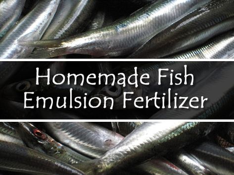 Fish Emulsion Fertilizer, Homemade Plant Food, Diy Fertilizer, Diy Canning, How To Make Fish, Banana Peels, Garden Companion Planting, Fish Feed, Backyard Vegetable Gardens