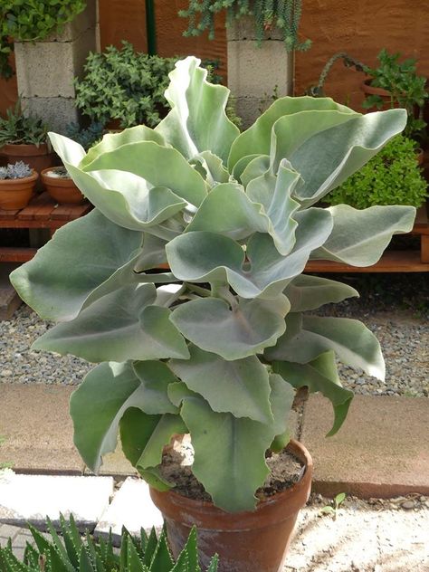 Kalanchoe beharensis "Napoeon's Hat" Kalanchoe Beharensis, Patio Areas, Desert Garden, Costa Brava, Perennial Garden, Cactus And Succulents, Patio Area, Mississippi, Perennials