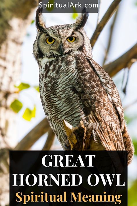 at the top of this post is the website source which is "SpiritualArk.com", at the center of this post is a photo of a great horned owl sitting on a branch of tree, and at the bottom of this post is a big semi-transparent rectangle which contains the title that says, "great horned owl, spiritual meaning" Owl Spiritual Meaning, Owl Habitat, Owl Symbolism, Feather Meaning, Cute Owl Tattoo, Animal Tarot, Owl Photography, Owl Feather, Animal Symbolism