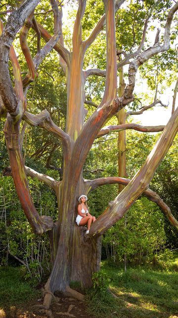 Hawaii Rainforest, Rainbow Eucalyptus Tree Maui, Rainbow Eucalyptus Tree Hawaii, Rainbow Falls Hawaii, Tropical Deciduous Forest, Tropical Rain Forest, Rainbow Eucalyptus Tree, Bamboo Forest Maui, Redwoods Treewalk Rotorua