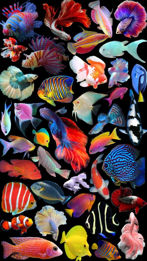 🐠 #fish #oceanaesthetic #tropical #lockscreen Tropical Lockscreen, Fish Lockscreen, Macbook Wallpaper, Sketchbook Pages, Cool Backgrounds, Fish Art, Computer Wallpaper, Phone Themes, Screen Savers