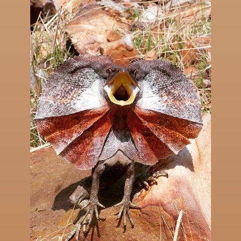 Frilled Lizard, Australian Fauna, Reptile Snakes, Australian Wildlife, Australian Animals, Reptiles And Amphibians, Animal Hospital, Lizards, Weird Animals