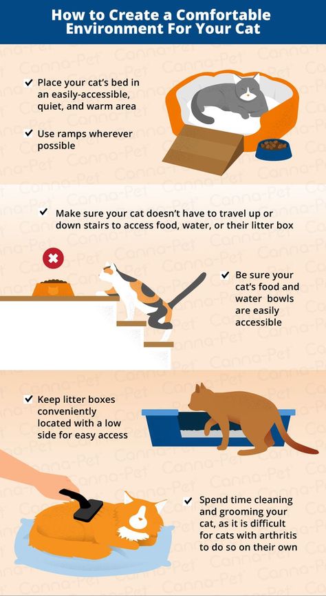 Cat Care Routine, Kitten Essentials List, Kitten Supplies List, Cat Products Pet Care, Cat Bonding Tips, Cat Eye Infection, Cat Health Checklist, Cat Care Tips Kittens, First Time Cat Owner